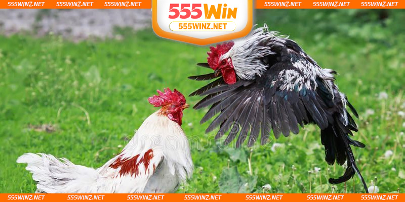 loi-the-khi-dat-cuoc-da-ga-choi-c1-tai-he-thong